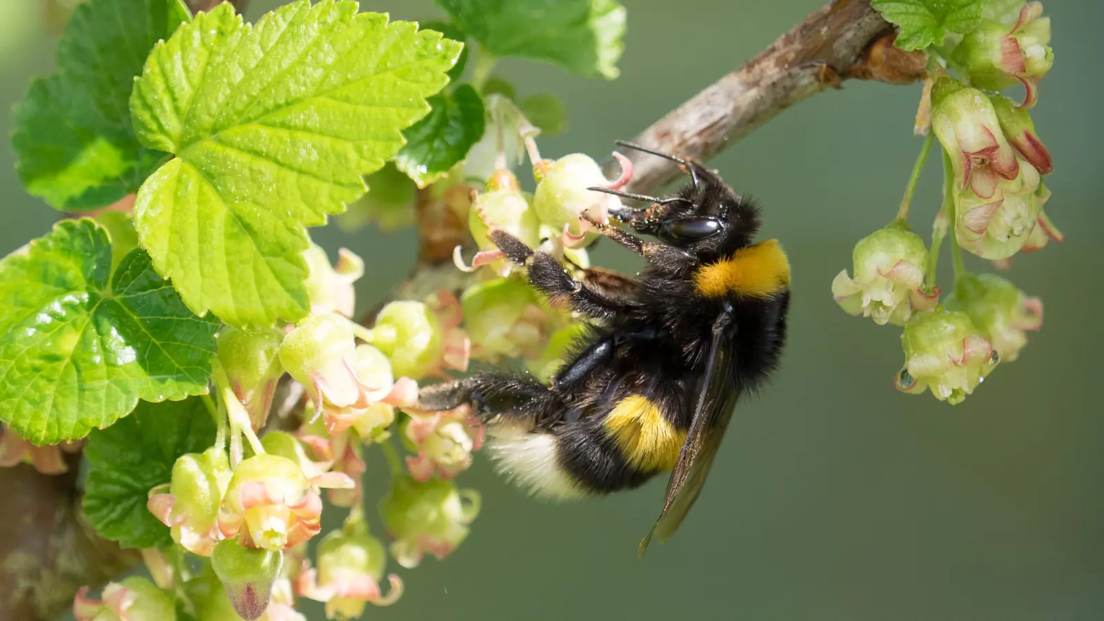 Die Erdhummel lässt sich an ihrem weißen Hintern erkennen.  (Foto: Oliver Wittig, LBV Bildarchiv)