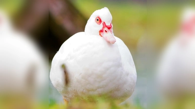 Die Warzenente Ingeborg. (Foto: Tierheim Riem)