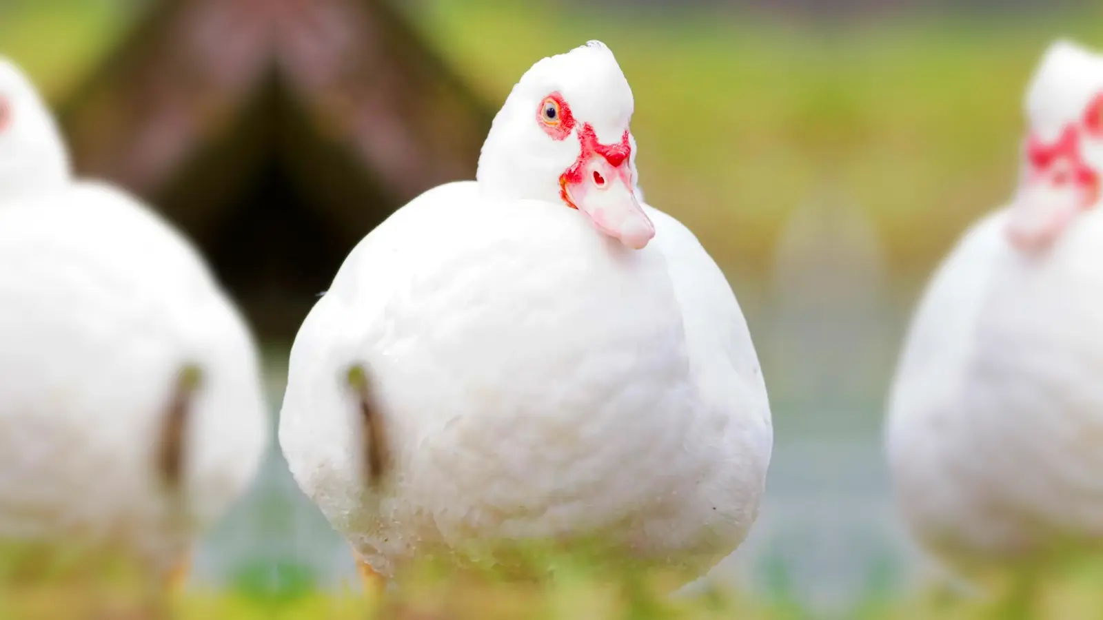 Die Warzenente Ingeborg. (Foto: Tierheim Riem)