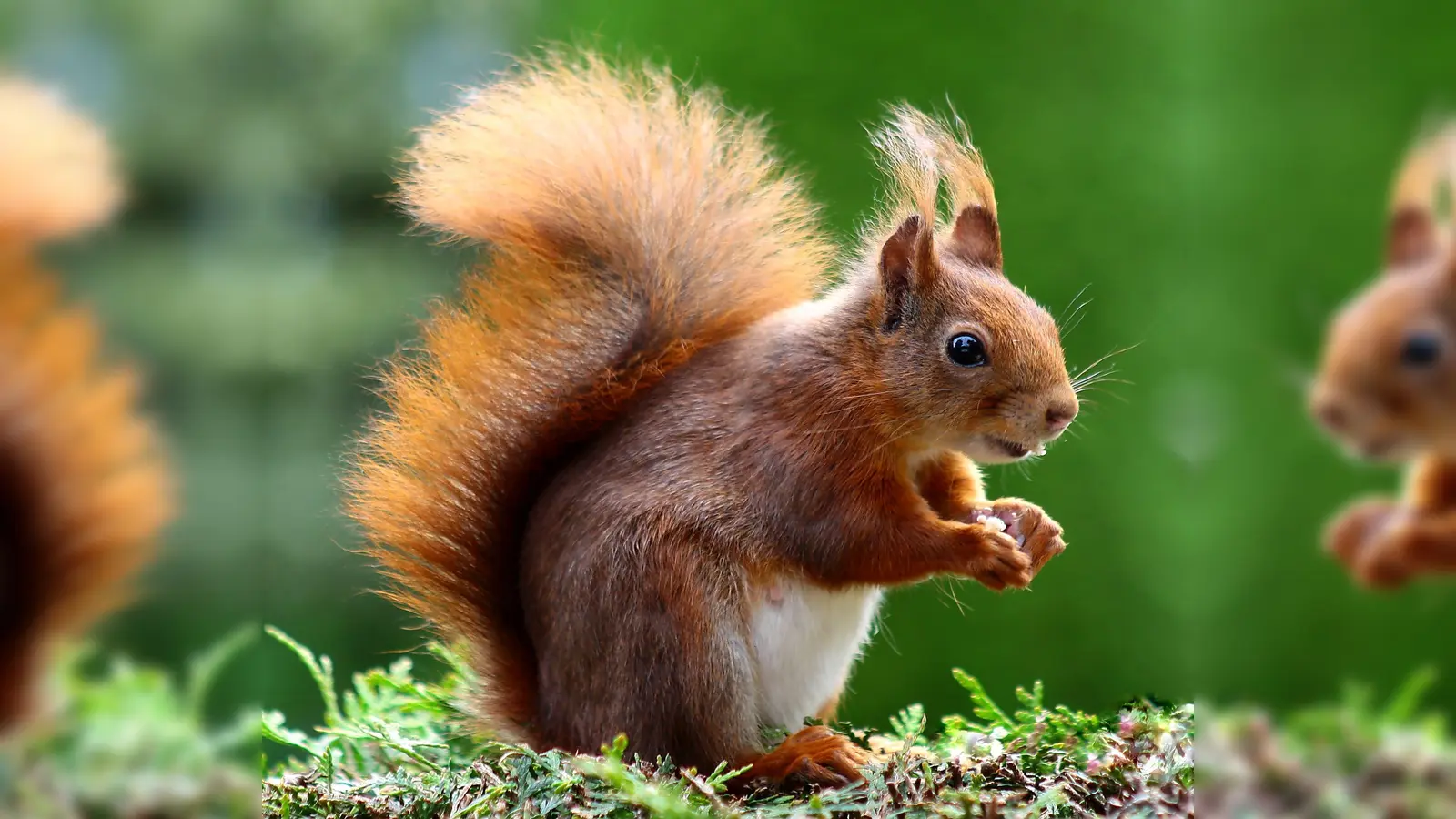 Ein Eichhörnchen hat in Haidhausen für Aufsehen gesorgt. (Symbolbild: CC0)