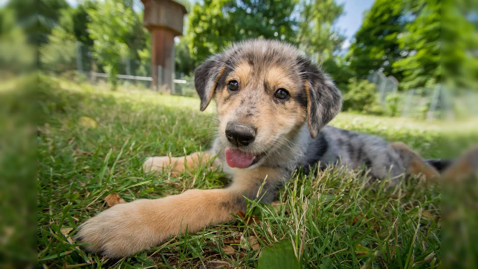 Diese Augen können einfach nicht lügen. Auch dieser Welpe freut sich auf viele Besucher beim Frühlingsfest am 28. April. (Foto: Tierschutzverein München)