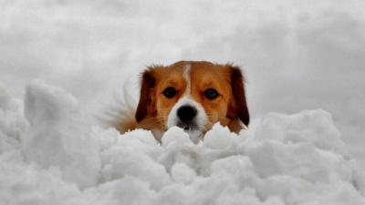 Viele Hunde lieben Schnee, aber nach dem Spaziergang die Pfoten immer von Streusalz befreien. (Foto: Renate Seidl)