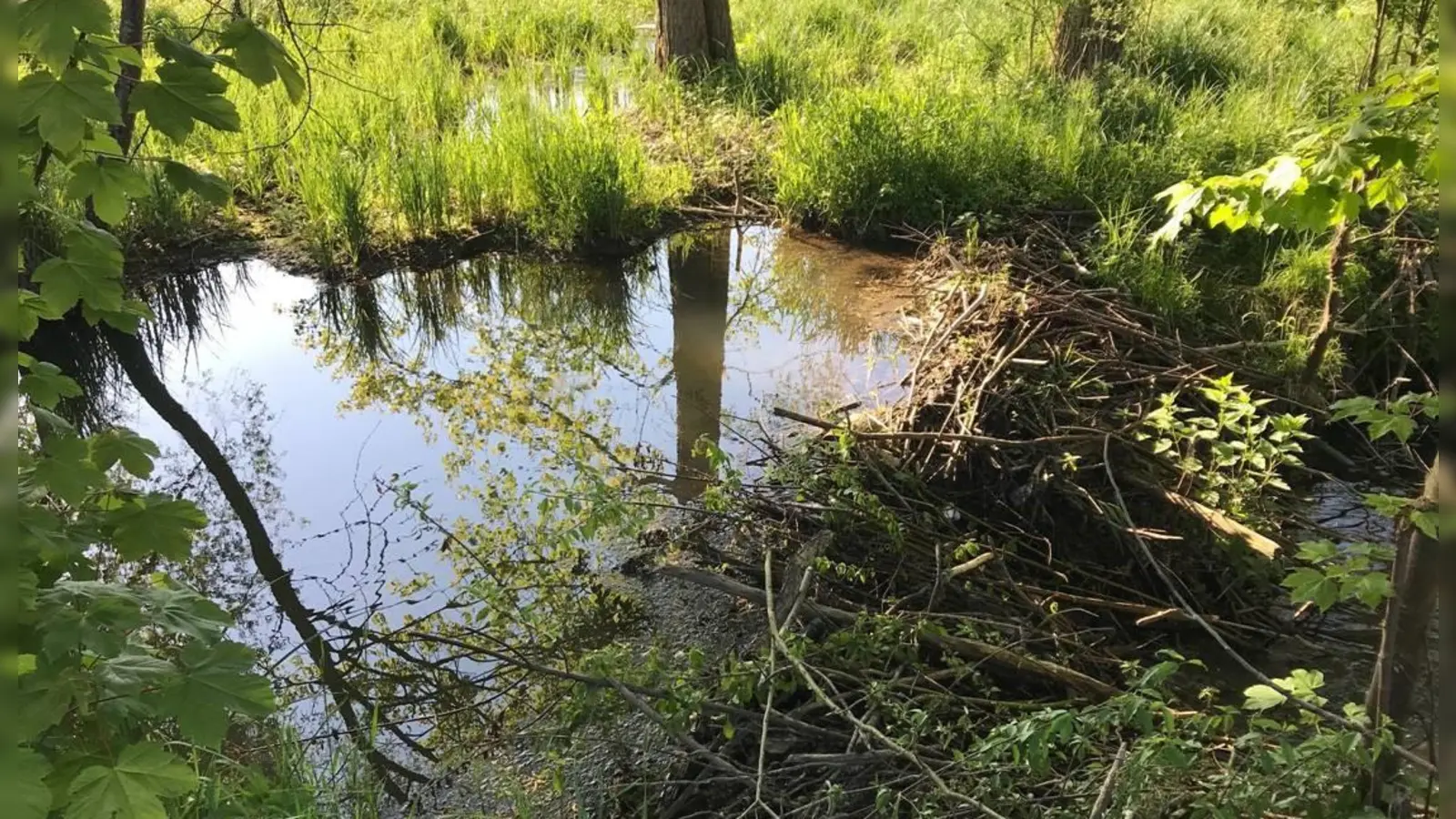 Der Biber leistet ganze Arbeit: Blick ins untere Aubachtal. (Foto: Constanze Gentz)