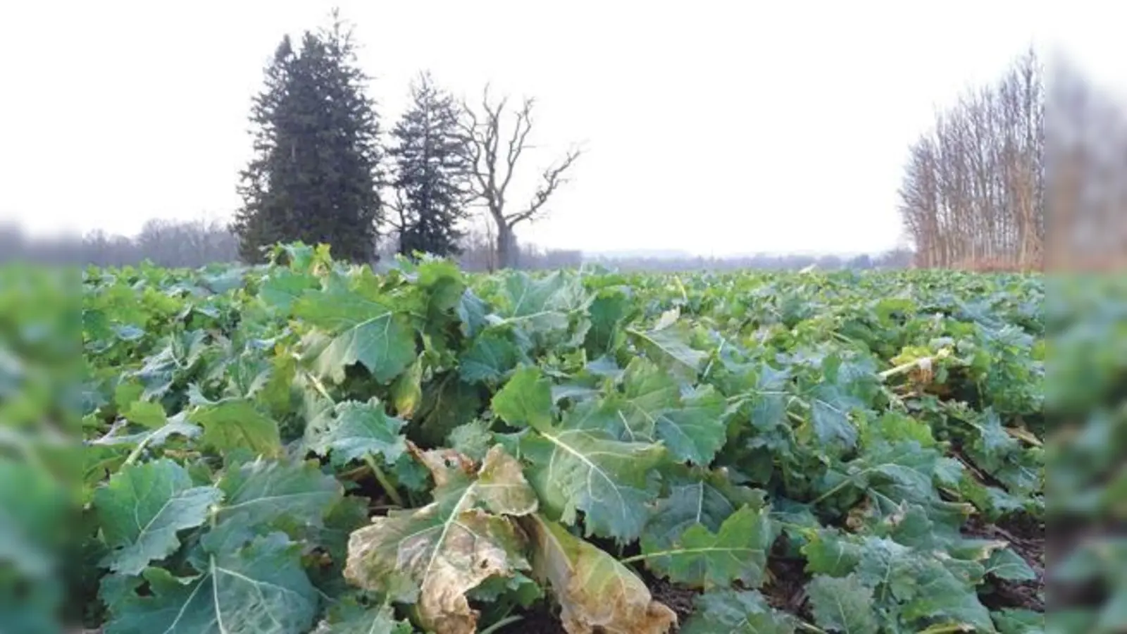 »Greening«: Wenn die bei der Vorjahresernte zurückgebliebenen Grünbestände nicht im Winter kaputtfrieren, müssen sie  in der Regel mit Glyphosat  kaputtgespritzt werden, ­bevor die Felder neu bestellt werden  für viele Landwirt ein Widersinn. 	 (Foto: kw)