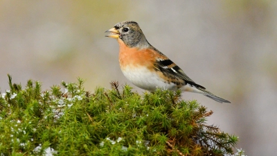 Überraschte bei der „Stunde der Wintervögel” mit einem hohen Zählergebnis: der Bergfink. (Foto: Dr. Olaf Broders/LBV)