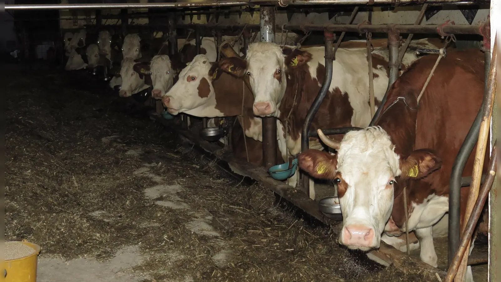 Viele Kühe verbringen ihr Leben im Stall, ohne die Möglichkeit sich natürlich zu bewegen und ohne viel Tageslicht. (Foto: Hans Braxmeier)