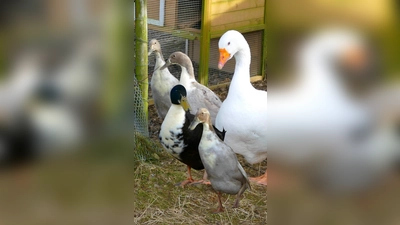 Hausgans Pauli (15) und die vier Laufenten Murphy, Lucy, Magie und Roxi. (Foto: Tierheim Riem)