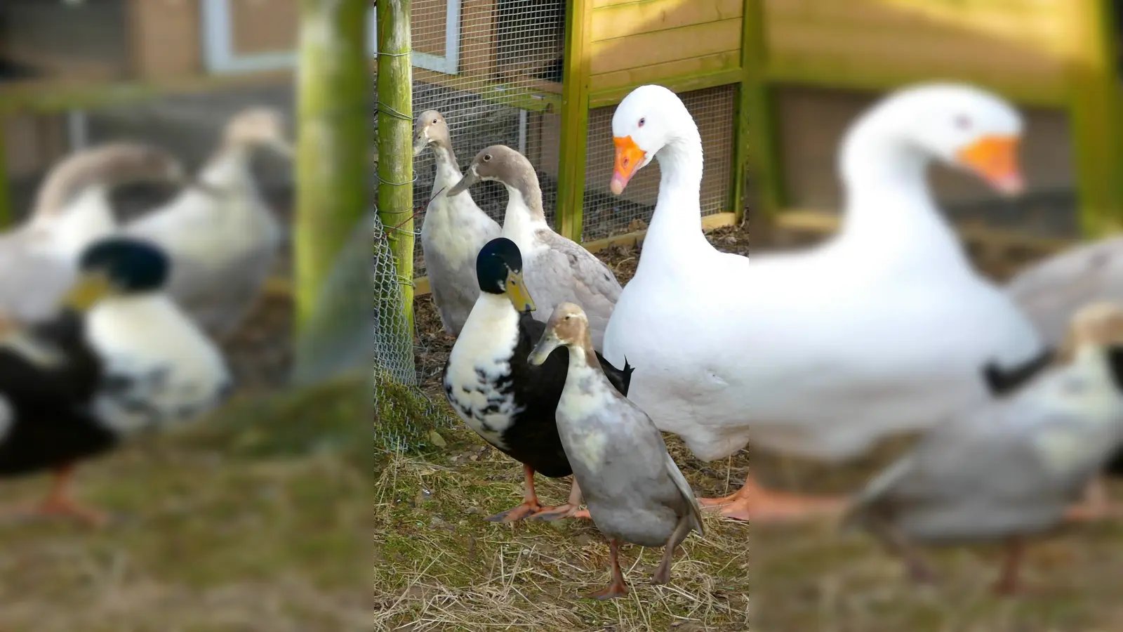 Hausgans Pauli (15) und die vier Laufenten Murphy, Lucy, Magie und Roxi. (Foto: Tierheim Riem)