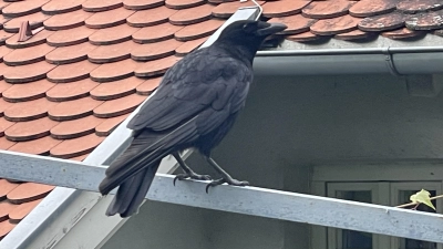 Auch in Wohngebieten werden Krähen oft als störend empfunden. (Archivbild: pst)