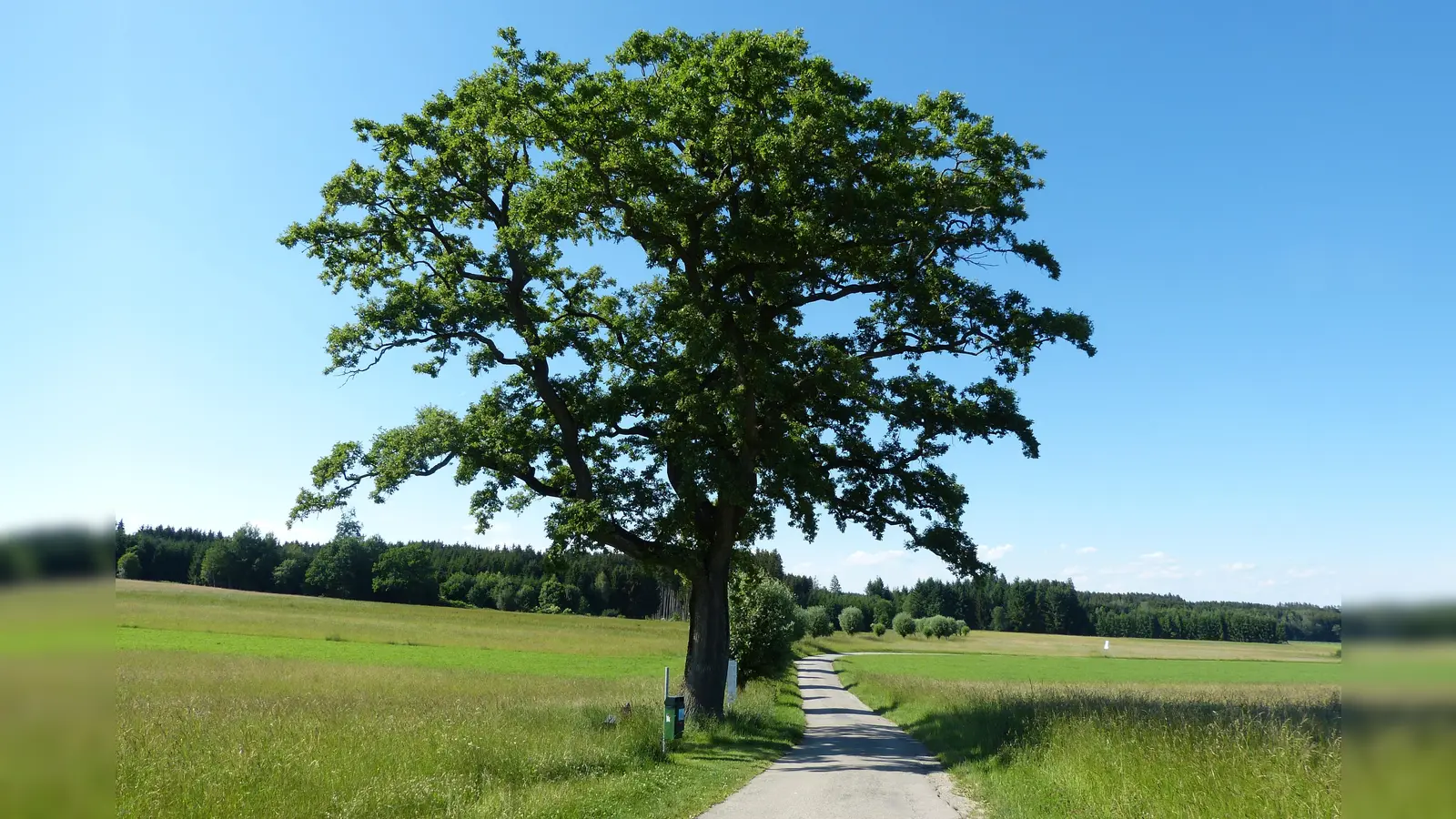 Als Beispiel hat der BUND Naturschutz das Foto dieses prächtigen, alleinstehenden Exemplars mitgeschickt. (Foto: BUND Naturschutz)