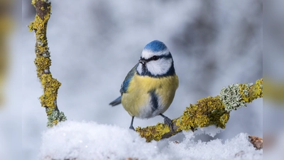 Bei der Stunde der Wintervögel wird sie sicherlich auch vorkommen, die Blaumeise. (Foto: lbv/Willi Kroll)