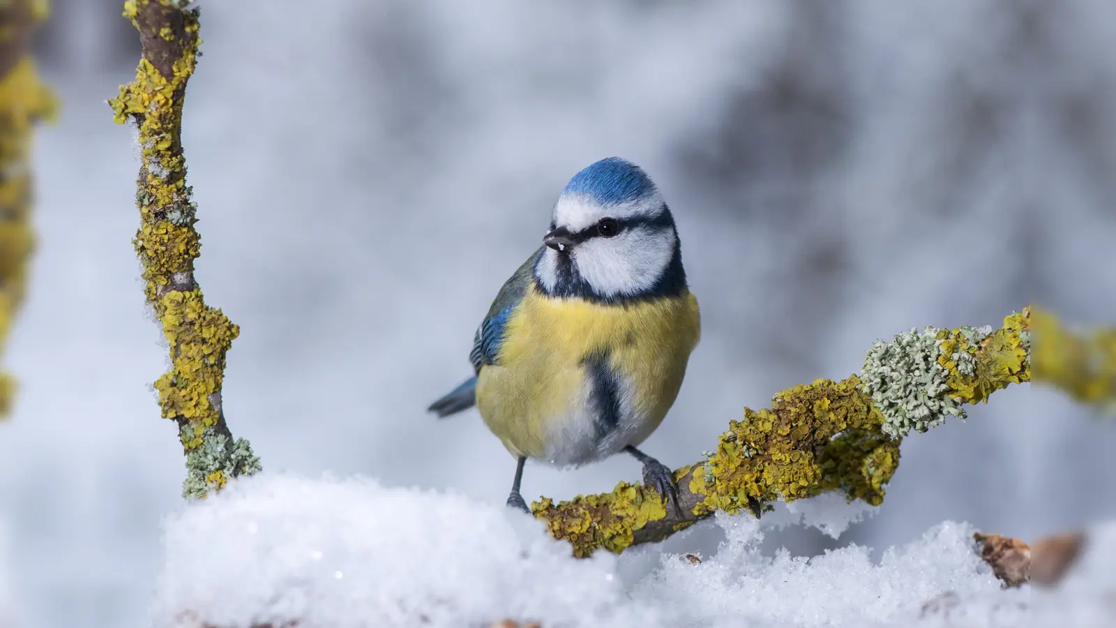 Bei der Stunde der Wintervögel wird sie sicherlich auch vorkommen, die Blaumeise. (Foto: lbv/Willi Kroll)