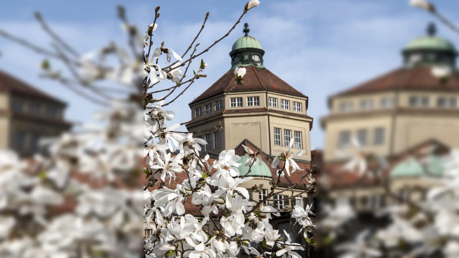 Magnolien blühen früh im Jahr - noch bevor ihre Blätter sprießen, (Foto: Franz Hoeck/ Botanischer Garten)