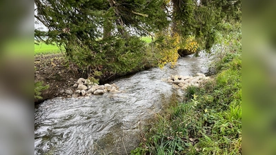 Kleine Veränderung – große Wirkung: durch sogenannte Buhnen wird Fließrichtung und Geschwindigkeit des Wassers ein wenig verändert. So entstehen Lebensräume für Fische, Insektenlarven und andere Organismen. Sie bieten Schutz, Nahrung und geeignete Laichplätze.  (Foto: Gemeinde Alling)