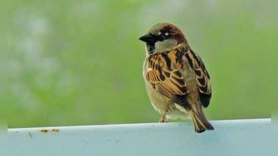 Der Sperling oder Spatz, wie er umgangssprachlich meist genannt wird, ist ein Körnerfresser. Er ist mit einem kräftigen Schnabel ausgerüstet. (Foto: pst/ Archiv)