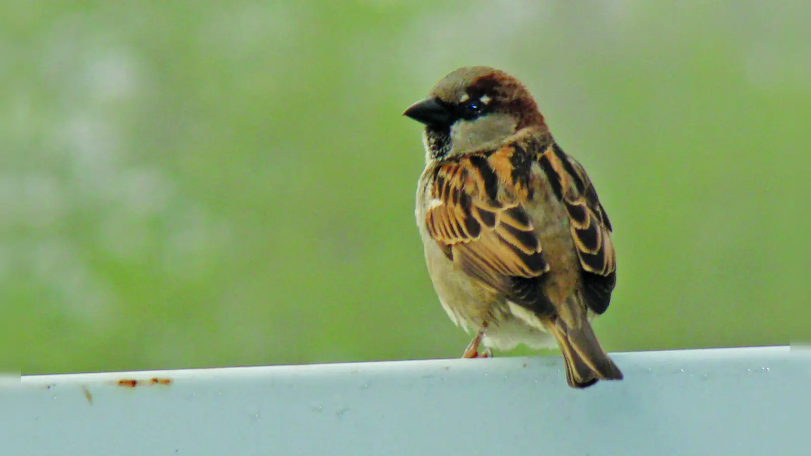 Der Sperling oder Spatz, wie er umgangssprachlich meist genannt wird, ist ein Körnerfresser. Er ist mit einem kräftigen Schnabel ausgerüstet. (Foto: pst/ Archiv)