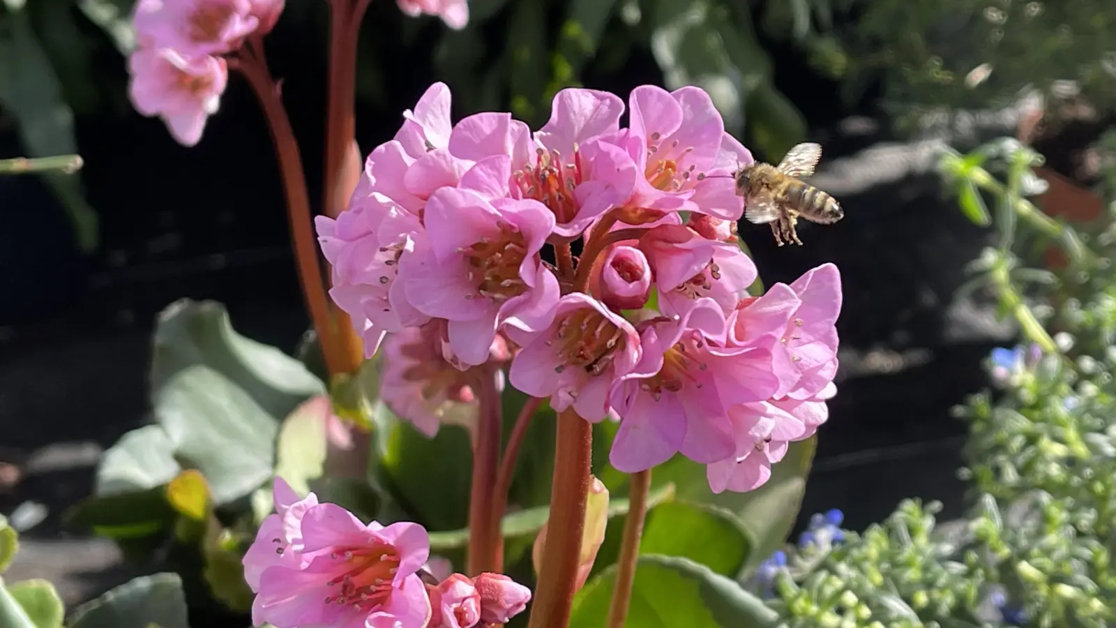 Was man für ein bienenfreundliches Umfeld tun kann, erfährt man im Laufe des Jahres bei verschiedenen Veranstaltungen in Kooperation mit dem Landkreis. (Foto: hw)