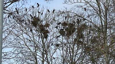 In großen Bäumen fühlen sich die Krähen so richtig wohl. (Foto: pst)