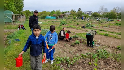 Beim Gartenprojekt des Familienzentrums Laim pflanzen und ernten geflüchtete Kinder und Eltern vor allem Gemüse und Obst. (Foto: Familienzentrum Laim)