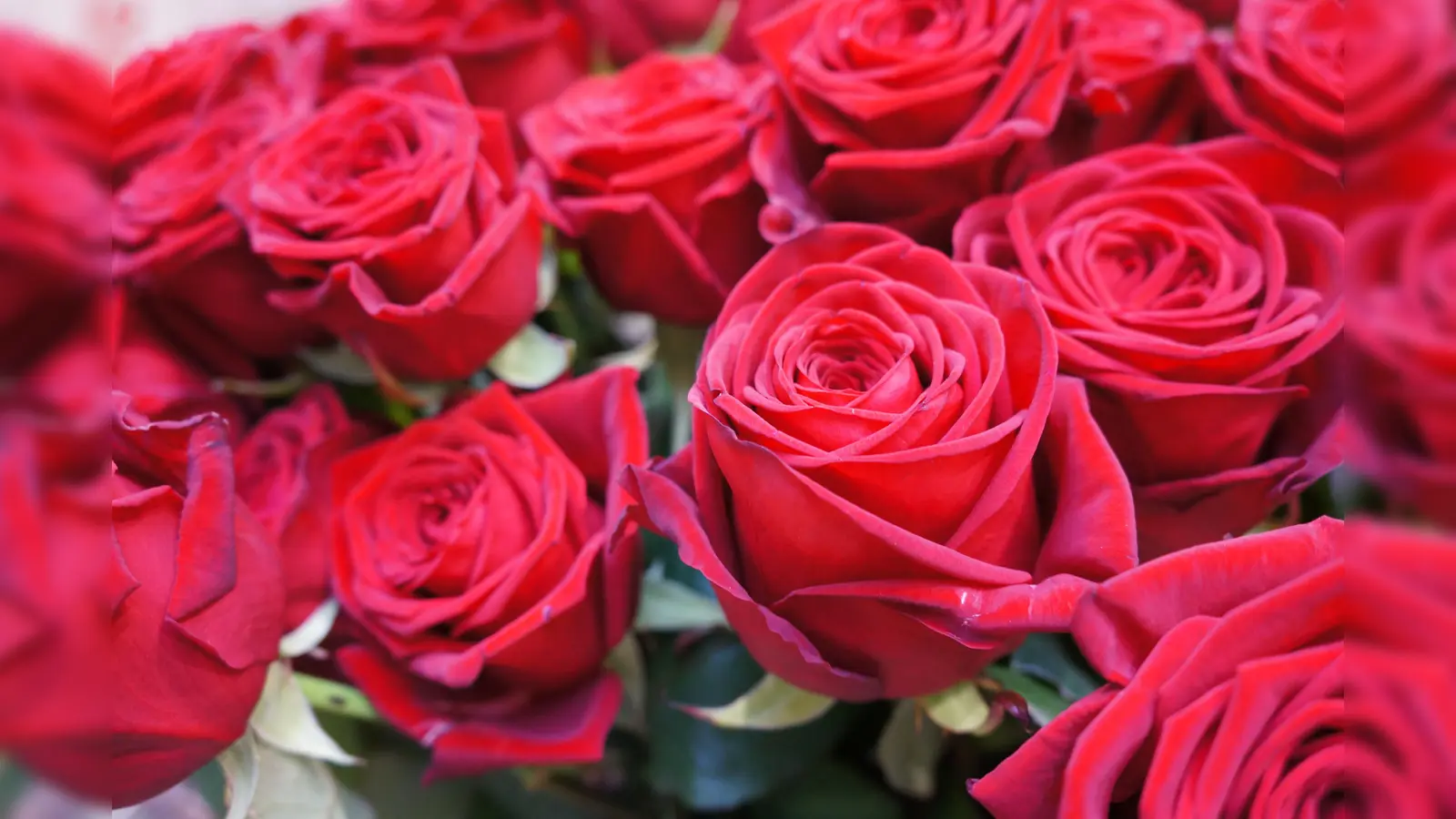 Manche schenken rote Rosen: Am Valentinstag denkt man an liebe Menschen.  (Foto: hw)