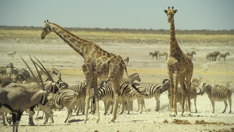 Aufregende Natur Afrikas: der Fotojournalist H.P. Sachsenmaier hat den Süden Afrikas mehrmals bereist. (Foto: H.P. Sachsenmaier)