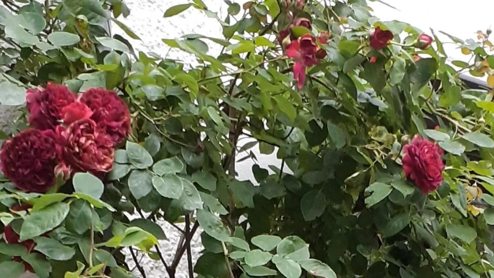 Auch die schönste Rose verblüht einmal. Man kann Blumen und Blüten jedoch ein zweites Leben einhauchen.  (Foto: mha)