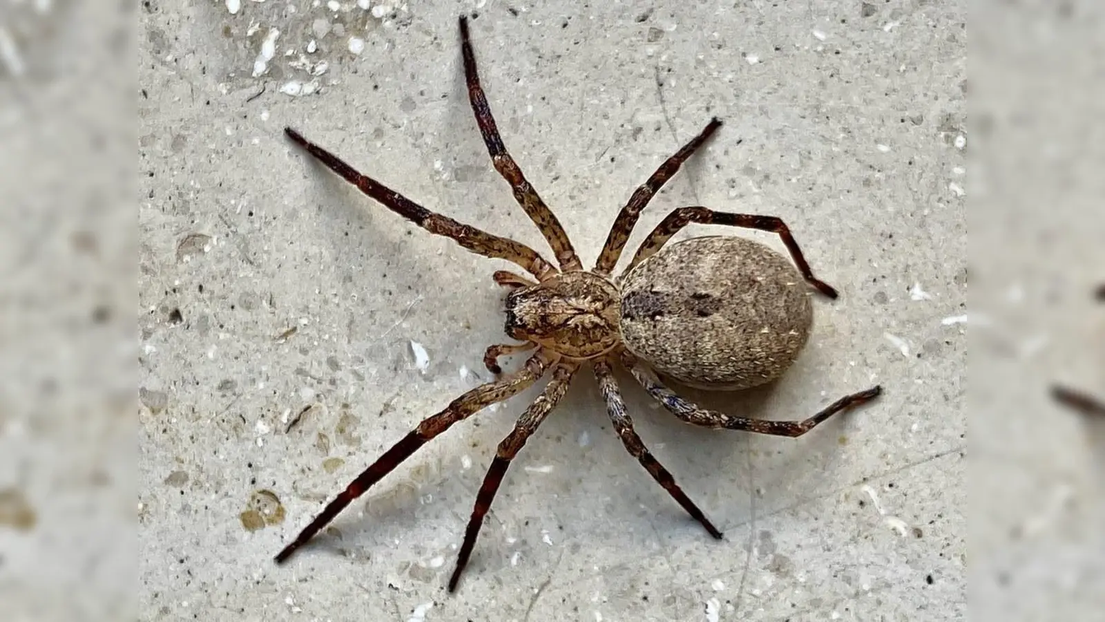 Innerhalb weniger Jahre hat sich die aus dem Mittelmeergebiet stammende Nosferatu-Spinne in fast ganz Deutschland ausgebreitet. (Foto: Erich Junginger)