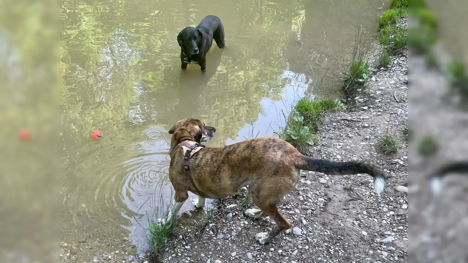 Viele Hunde lieben das Spiel und die Abkühlung im Wasser.  (Foto: bb)