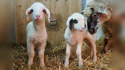 Eins der neun Lämmchen. (Foto: Tierschutzverein München e.V.)