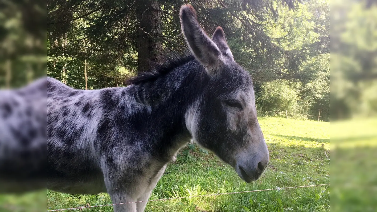 Auch eine Wanderung mit Eseln ist im Starnberger Ferienprogramm vorgesehen. (Foto: Brigitte Bothen)