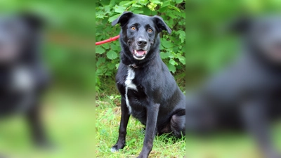 Der kastrierter Border/Labrador Mischlingsrüde Milow. (Foto: Tierheim Riem)