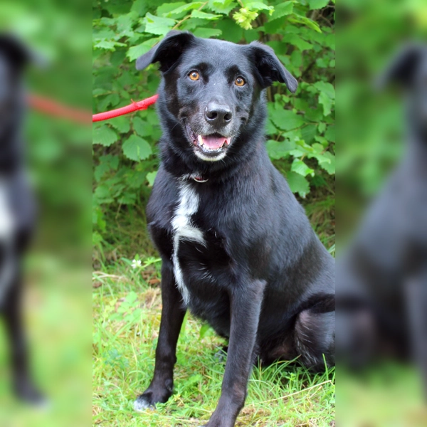 Der kastrierter Border/Labrador Mischlingsrüde Milow. (Foto: Tierheim Riem)