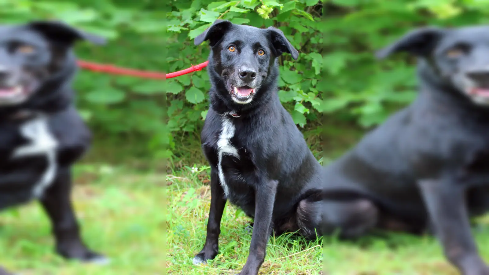 Der kastrierter Border/Labrador Mischlingsrüde Milow. (Foto: Tierheim Riem)