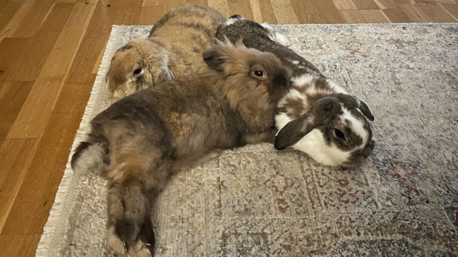 Tilly und Tobias mit Senior Nala beim kuscheln. (Foto: Tierschutzverein)