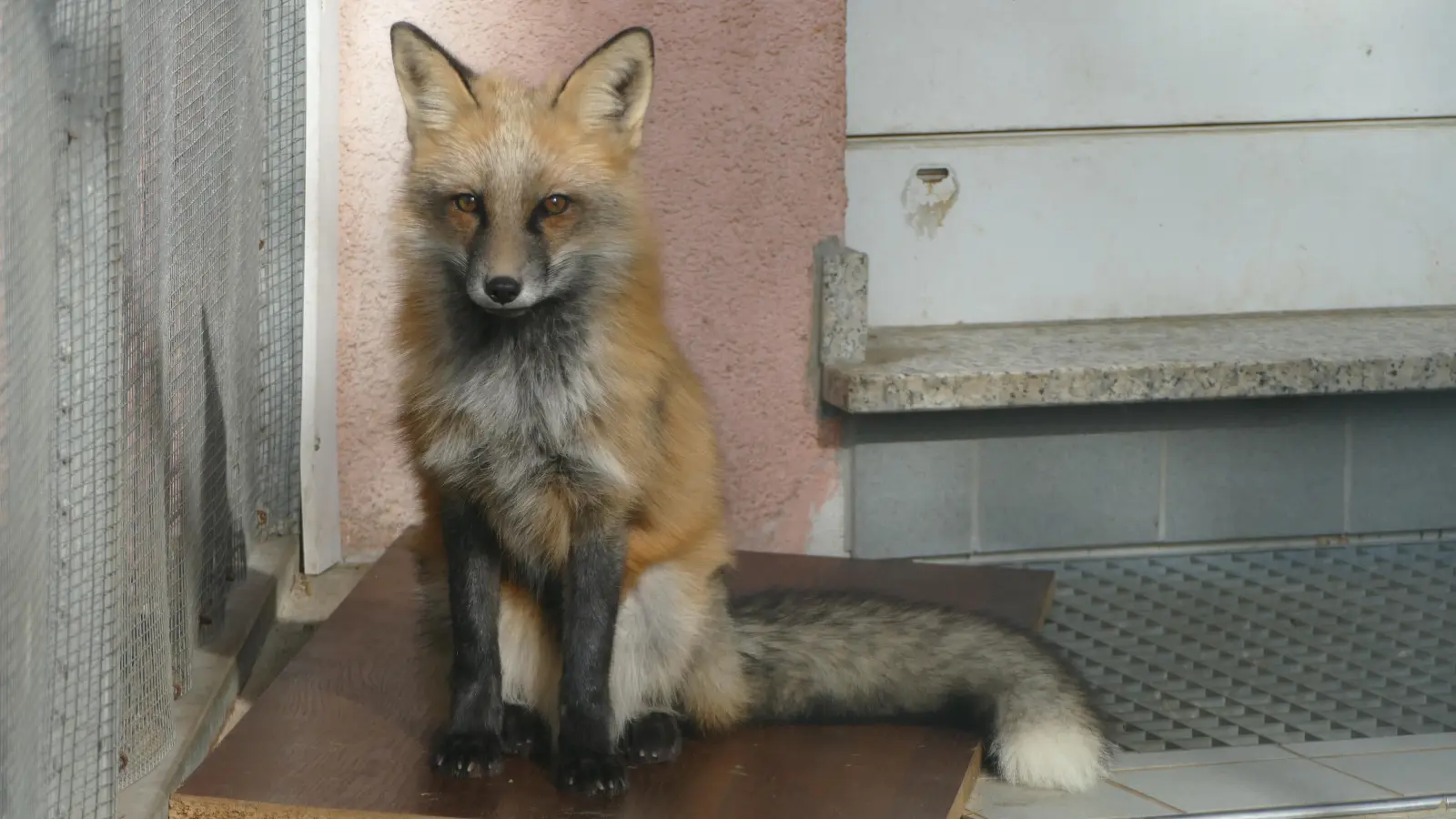 Für einen einzigen Pelzmantel müssen 20 Füchse sterben. (Foto: Tierschutzverein München)