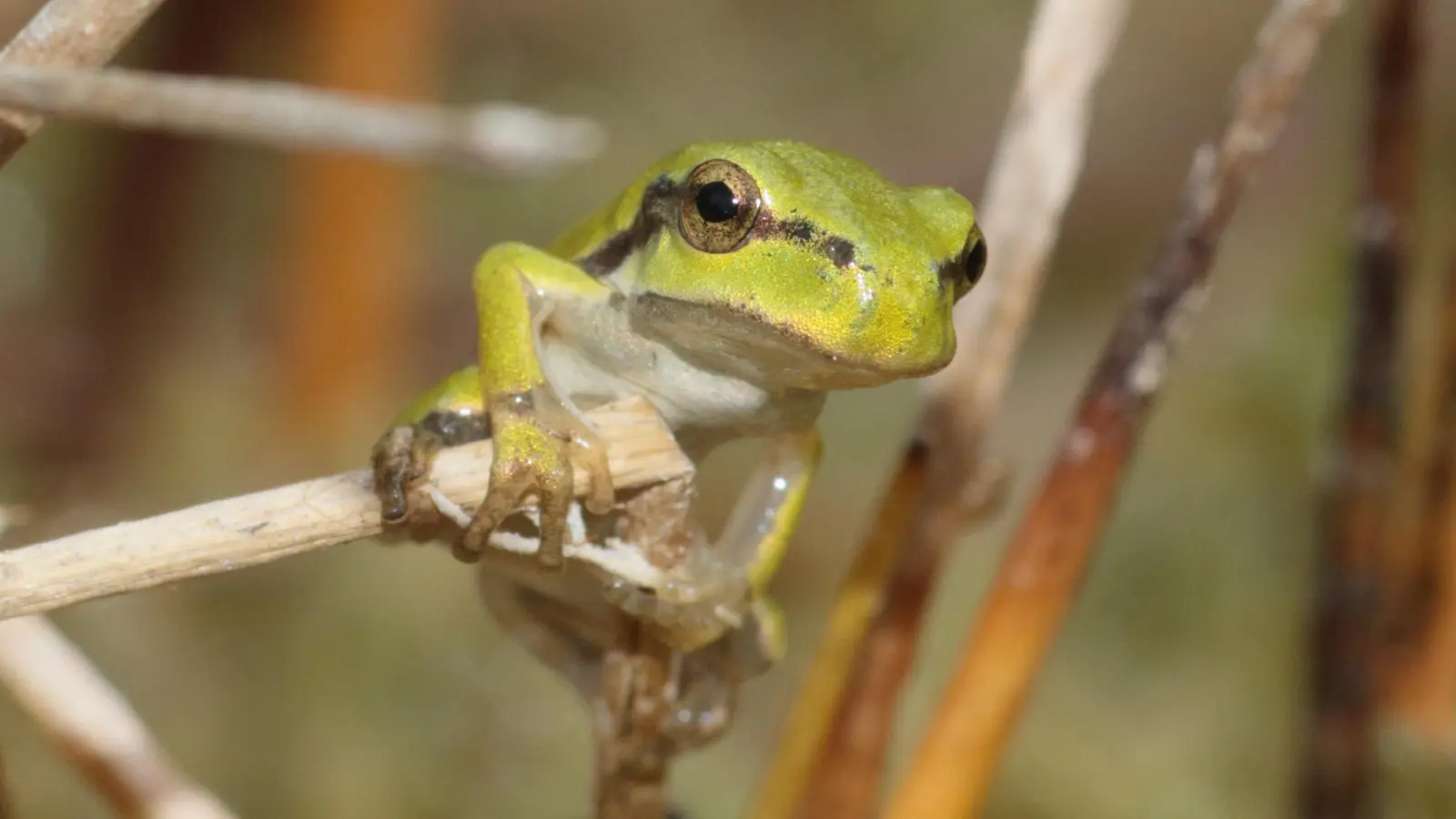 Naturstaunen: Ein kleiner Frosch. (Foto: Franz Pommer, LBV)