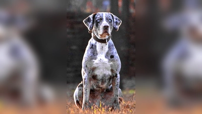 Catahoula-Mischlingshündin Lea. (Foto: Tierheim Riem)