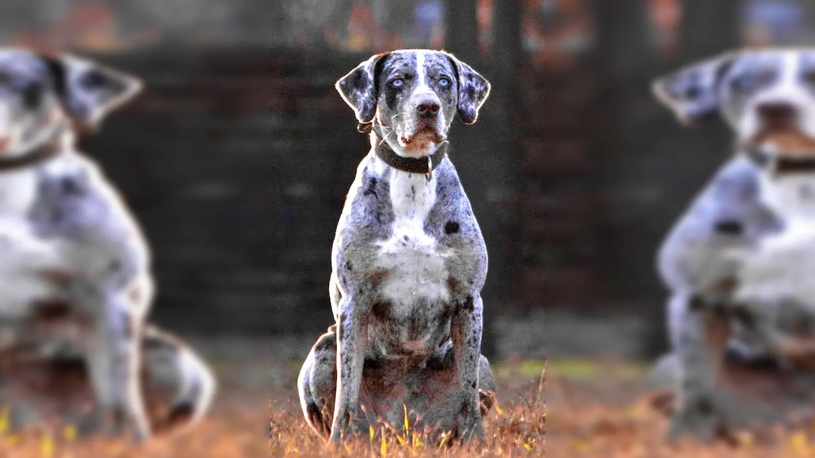 Catahoula-Mischlingshündin Lea. (Foto: Tierheim Riem)