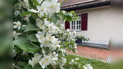 Den prachtvoll blühenden Jasmin hat vielleicht schon Jules Werson angepflanzt.  (Foto: pst)