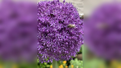 In den naturnah gestalteten Gärten fühlen sich auch Bienen und andere Insekten pudelwohl. (Foto: hw)