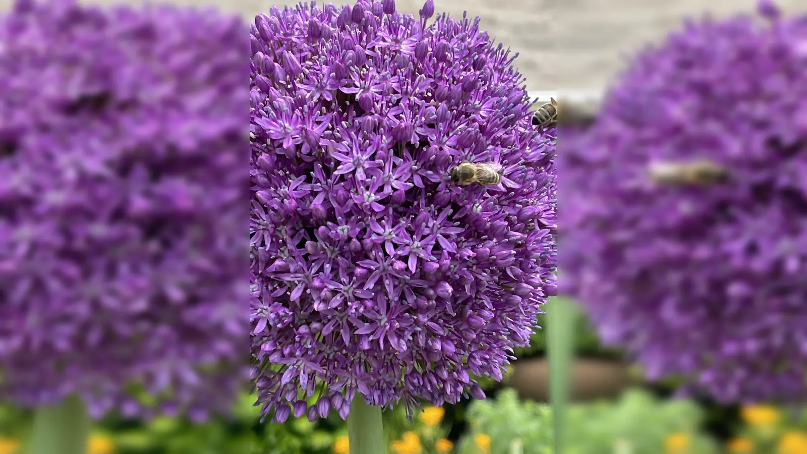 In den naturnah gestalteten Gärten fühlen sich auch Bienen und andere Insekten pudelwohl. (Foto: hw)