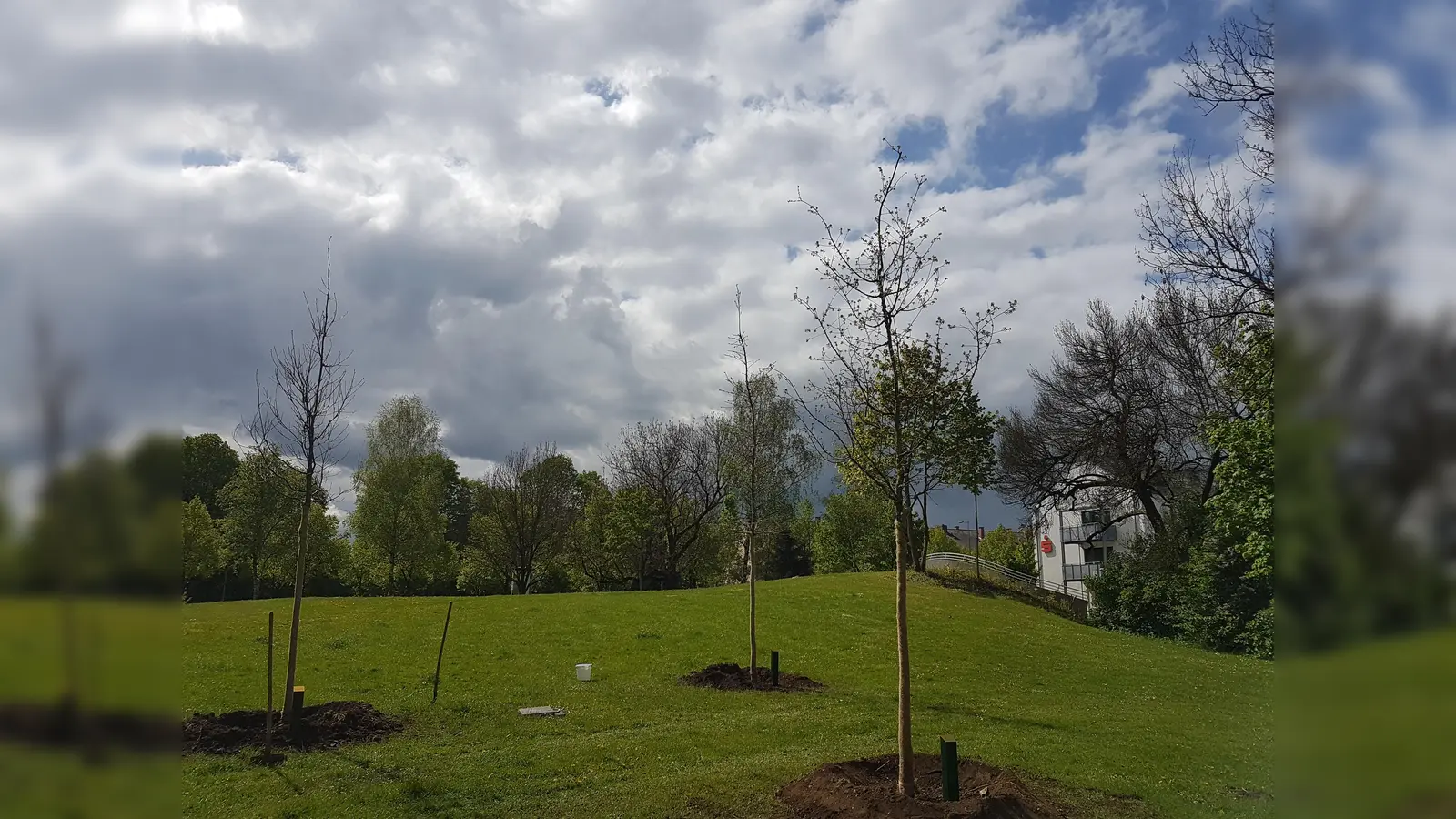 Der Anfang ist gemacht: Die erste Dreiergruppe an Eichen wurde im Vollmarpark in Harlaching angepflanzt. Viele weitere sollen folgen. (Foto: Vogt)