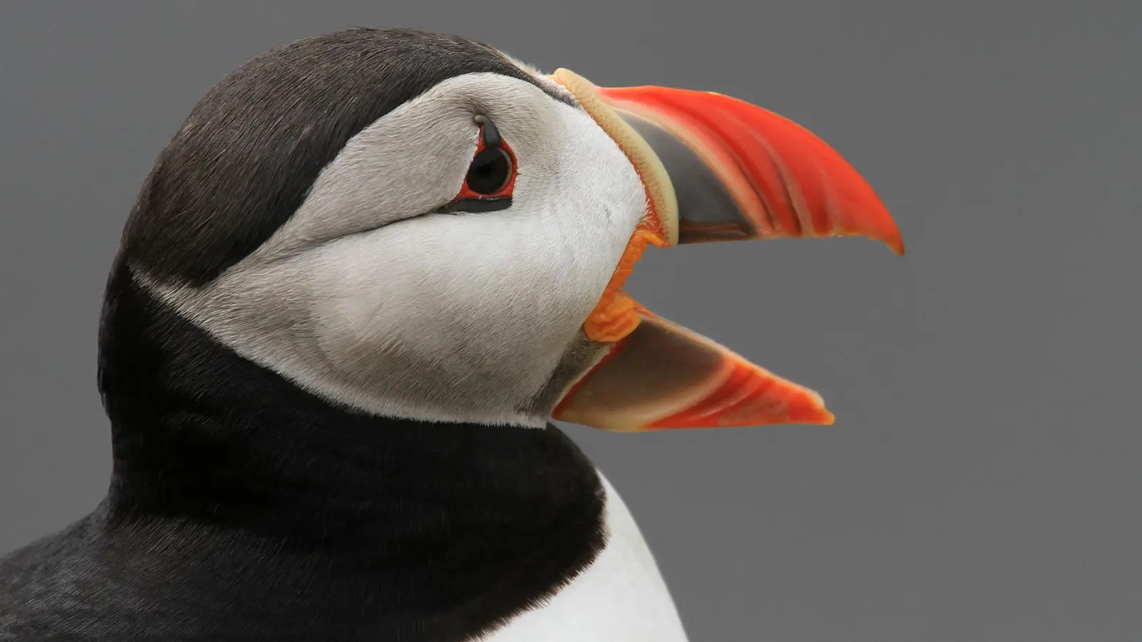 Steinbergs Fotografien zeigen auch Islands Tierreich. (Foto: Walter Steinberg)