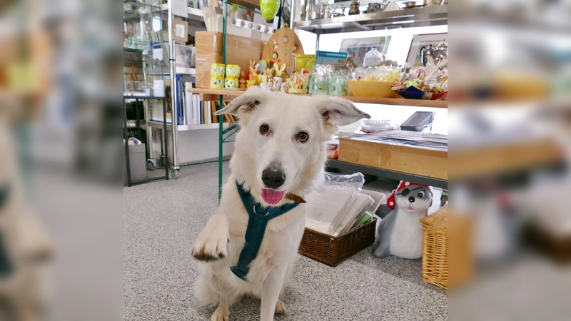 Hundedame Betty in den Räumen des Tierheim-Flohmarktes. (Foto: Tierschutzverein München e.V.)