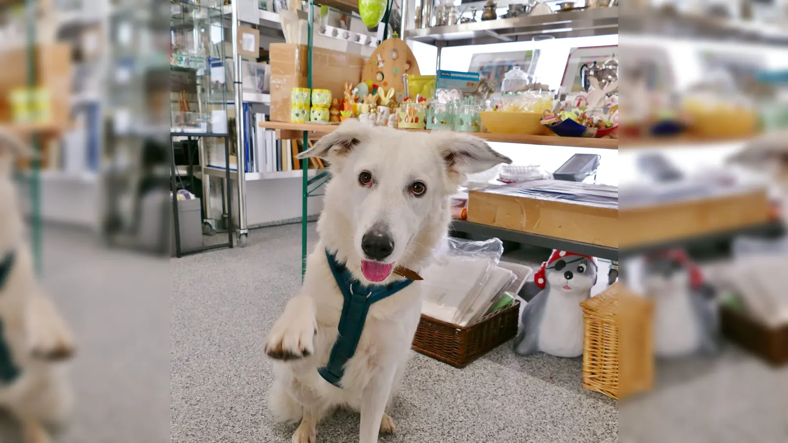 Hundedame Betty in den Räumen des Tierheim-Flohmarktes. (Foto: Tierschutzverein München e.V.)