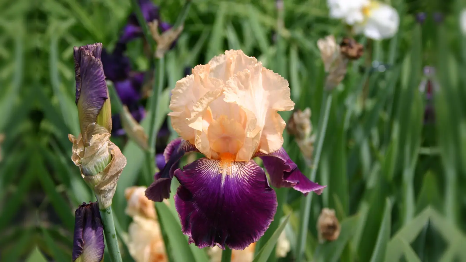 Die Farbpalette der Bartiris-Blüten ist fast unbegrenzt. (Foto: © Volker Klehm)