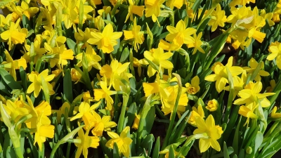 Schon bald gibt es im Garten wieder etwas zu tun. (Foto: hw)