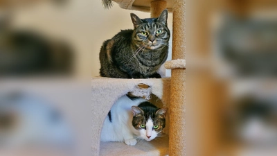 Kurzhaar Katzen Minora (weiß-braun) und Minka (braun getigert). (Foto: Tierheim Riem)