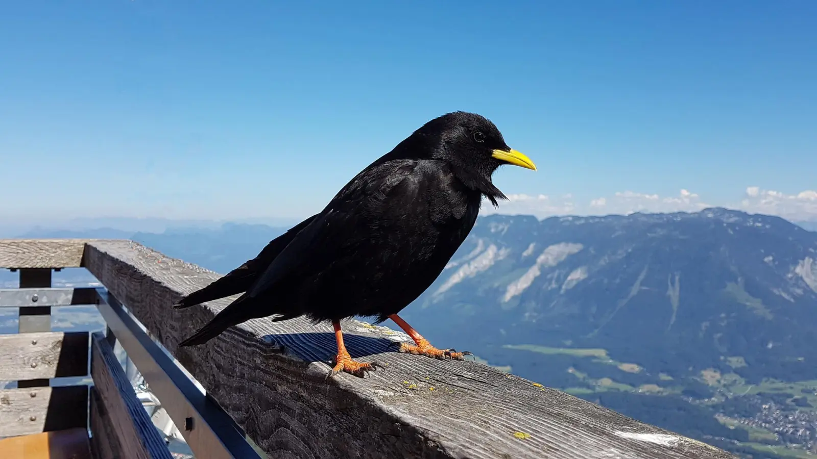 Eine große Amsel? Nein. Die Alpendohle ist eine Vogelart aus der Familie der Rabenvögel. (Foto: werdepate/pixabay)