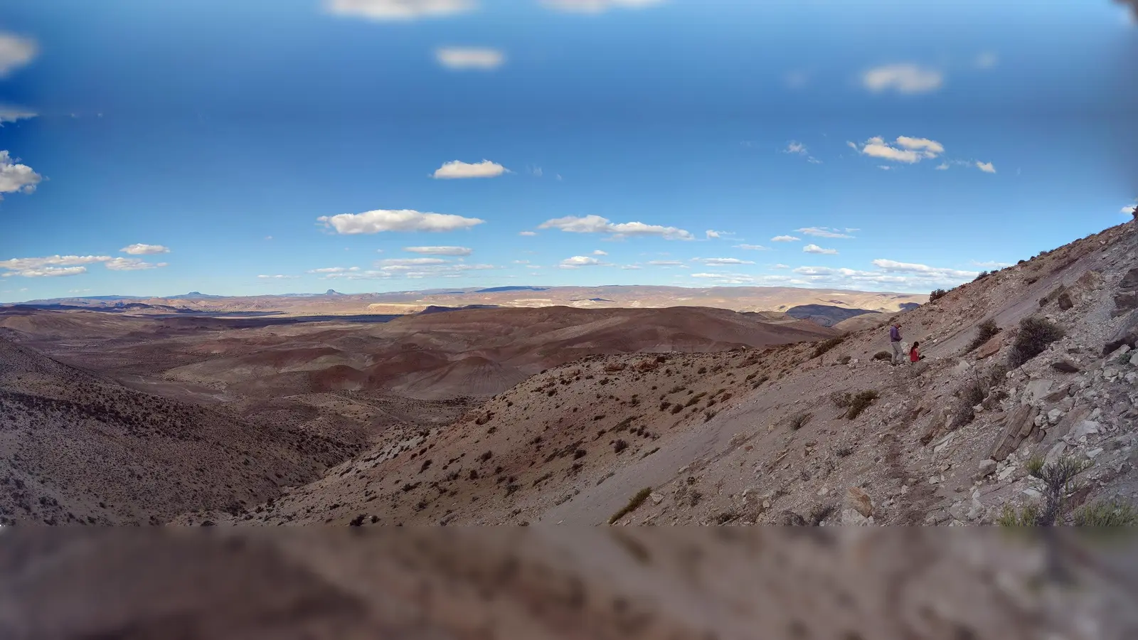 Melkamter pateko wurde in der argentinischen Provinz Chubut gefunden. (Foto: O. Rauhut, SNSB)